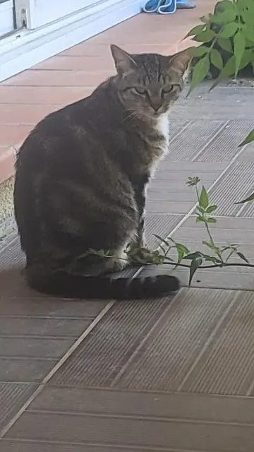 chat lost   31130 Quint-Fonsegrives Tornade