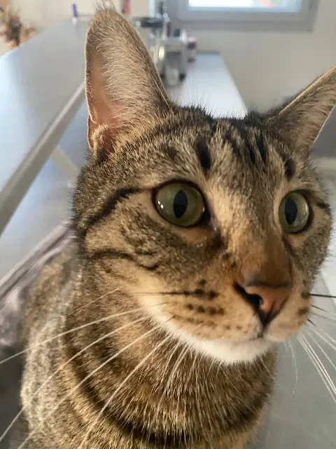 chat lost    Toulouse Agadir