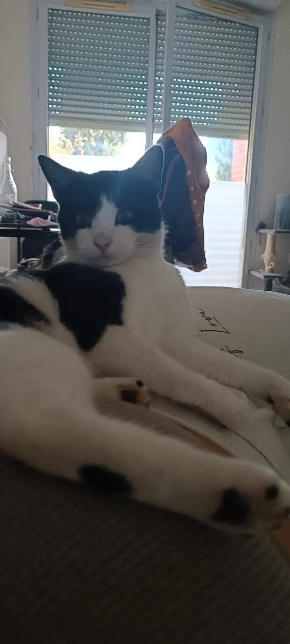 Kater vermisst 6 Impasse Simone de Beauvoir 31200 Toulouse Amé Kater lost 6 Impasse Simone de Beauvoir 31200 Toulouse Amé