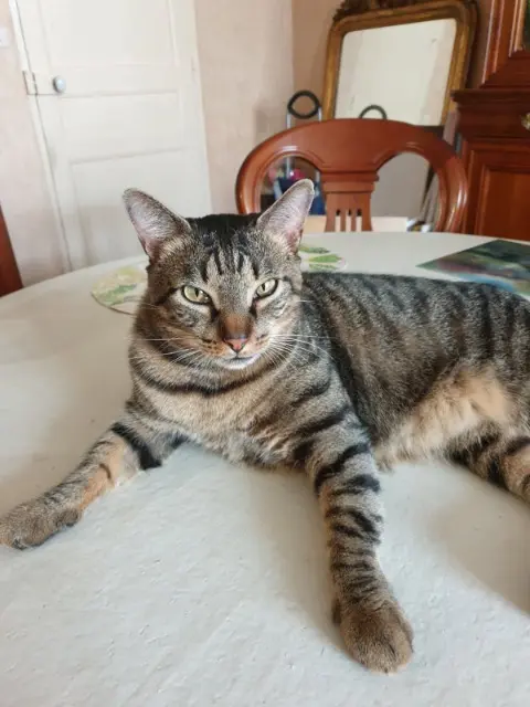 chat lost    Toulouse Bambou