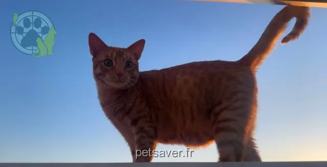 chat lost    Toulouse Bandgo