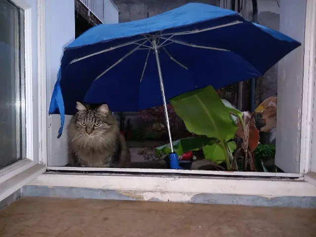 chat lost    Toulouse Bandit