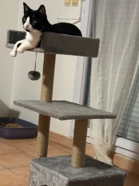 chat lost    Toulouse Beau