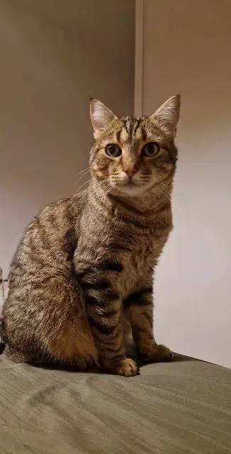 chat lost    Toulouse Beloo