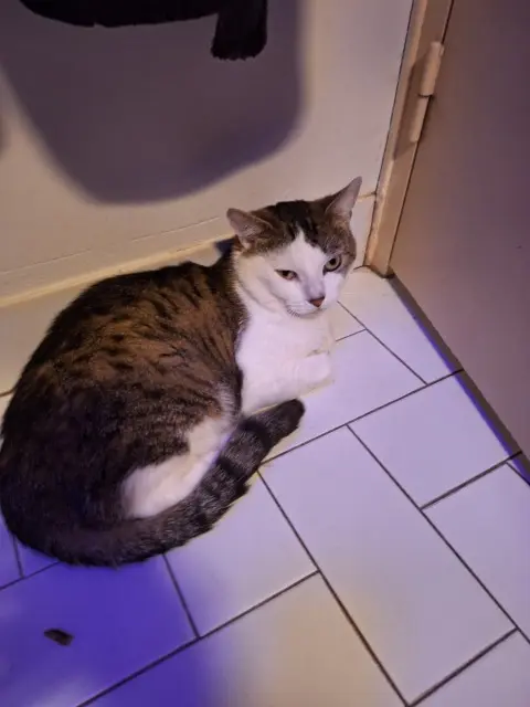 chat lost    Toulouse Berlin