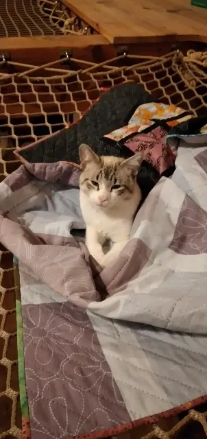 chat lost    Toulouse Bobby