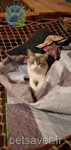 chat perdu Toulouse Bobby chat lost Toulouse Bobby