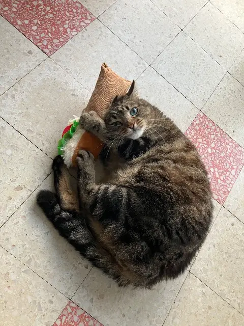 chat lost    Toulouse Boulbi
