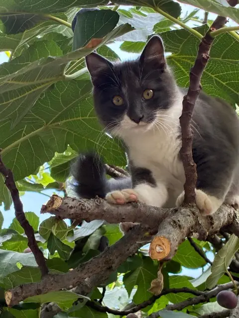 chat lost    Toulouse Broly