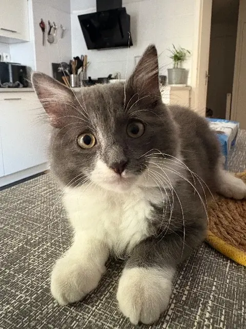 chat lost    Toulouse Broly