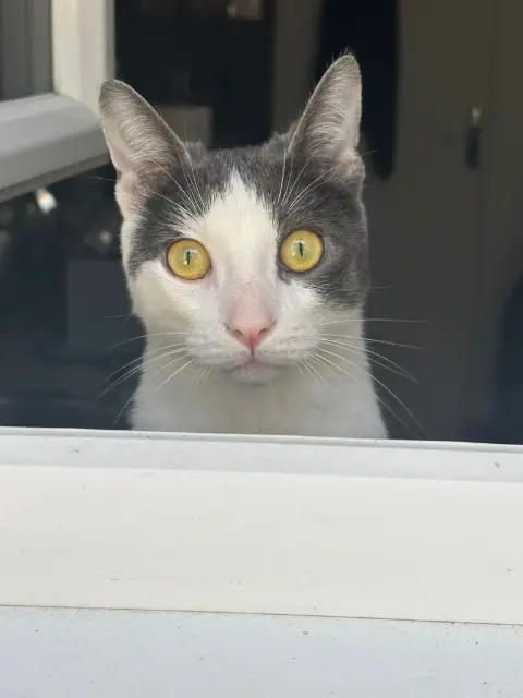 chat lost    Toulouse Charles