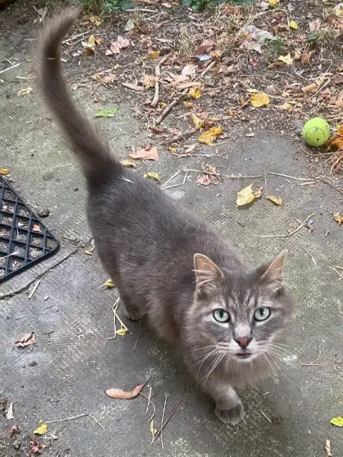 chat lost    Toulouse Charlie