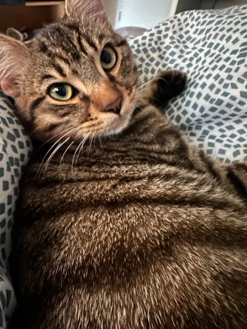 chat lost    Toulouse Coco