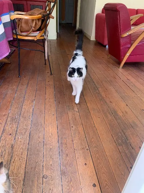 chat lost    Toulouse Columbo