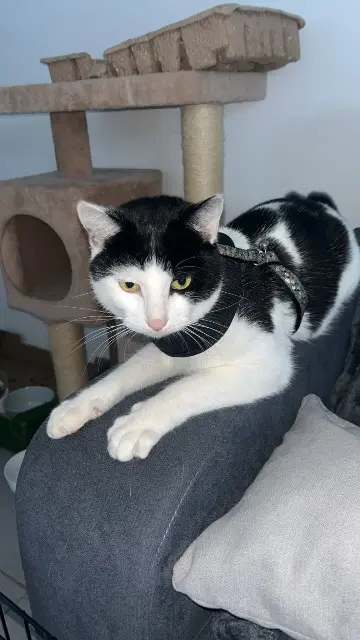chat lost    Toulouse Diego