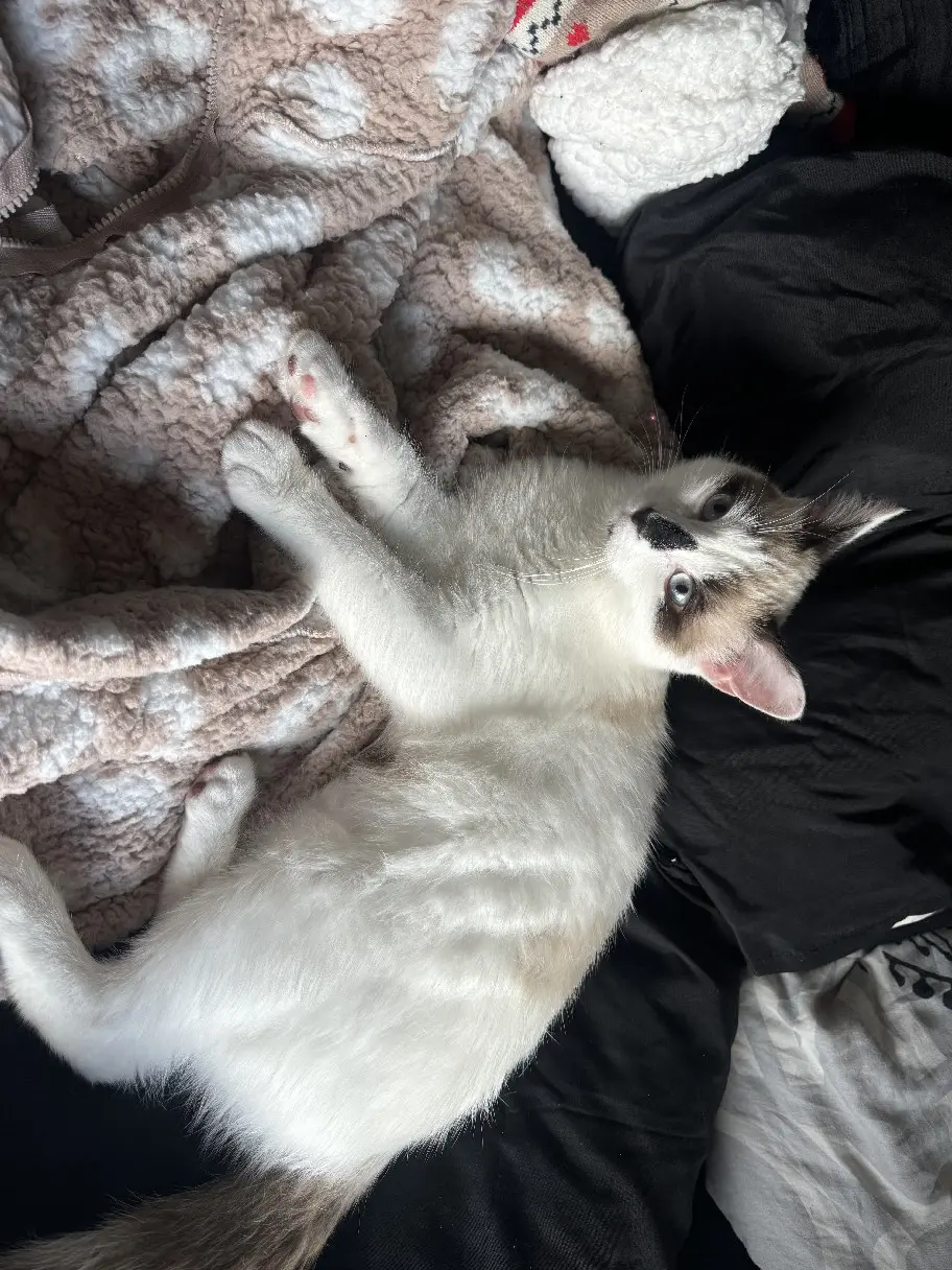 Chat Perdu 31 Haute-Garonne Toulouse - Drago Chat Perdu 31 Haute-Garonne Toulouse - Drago