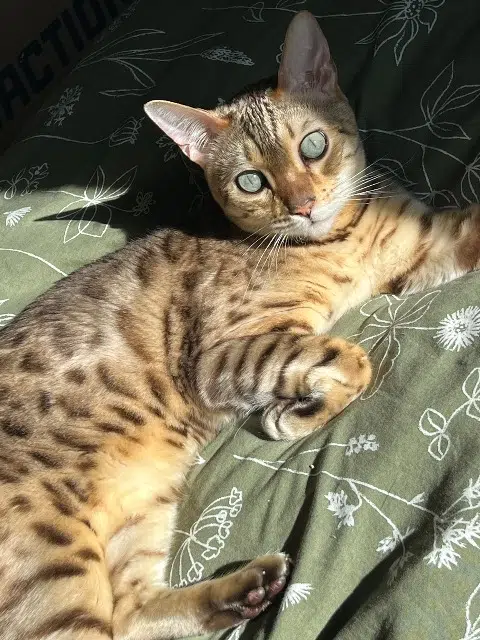 chat lost    Toulouse Feuillebois