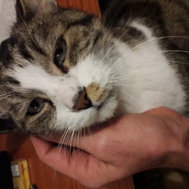 chat lost    Toulouse Filou