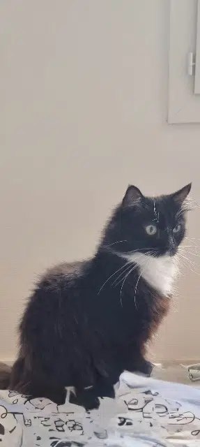 chat lost    Toulouse Fluffy