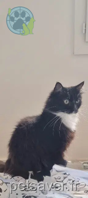 kater vermist Toulouse Fluffy kater lost Toulouse Fluffy