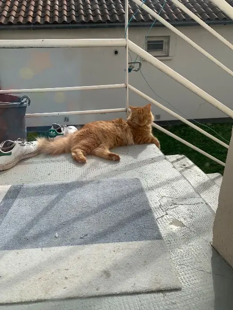 gatto perso Toulouse Gatsby gatto lost Toulouse Gatsby