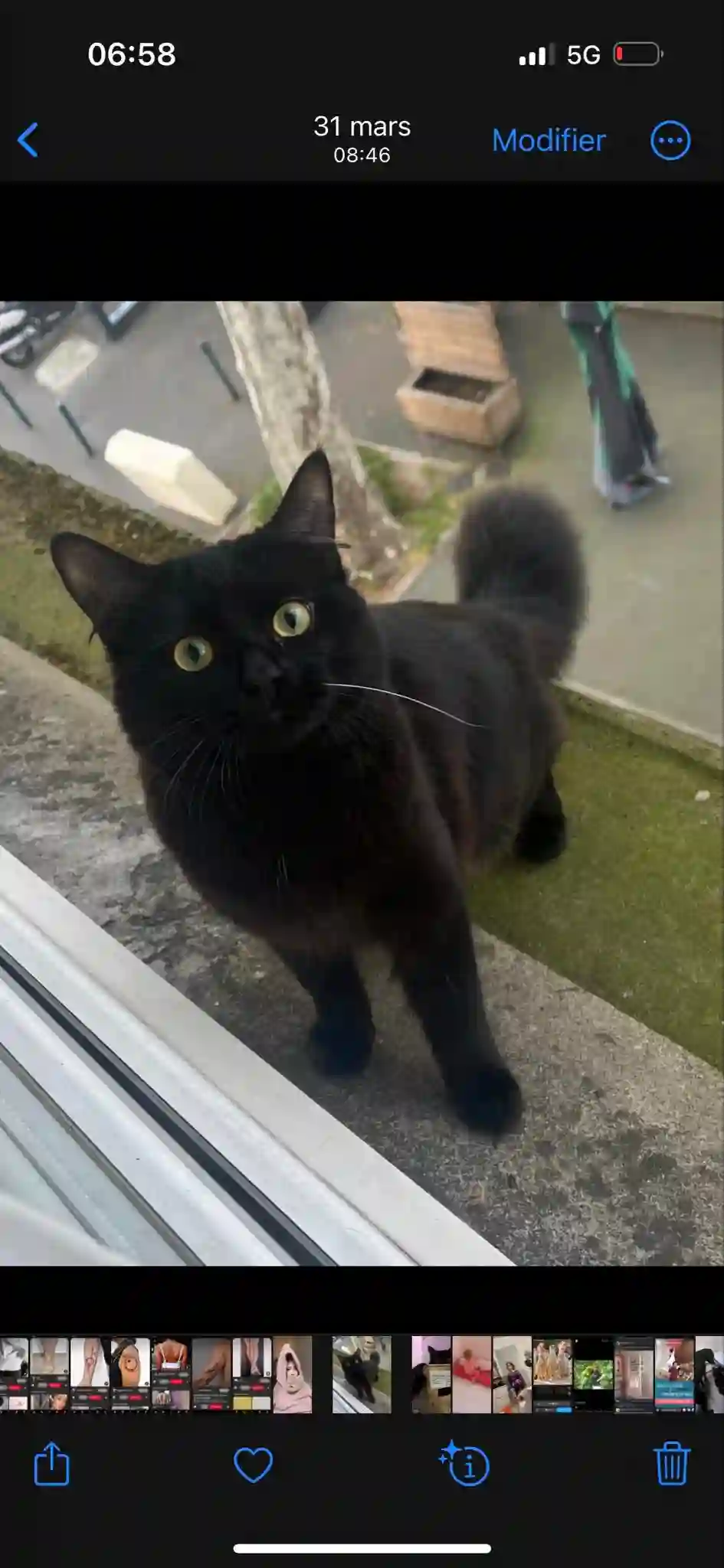 Chat Perdu 31 Haute-Garonne Toulouse - Georges Chat Perdu 31 Haute-Garonne Toulouse - Georges