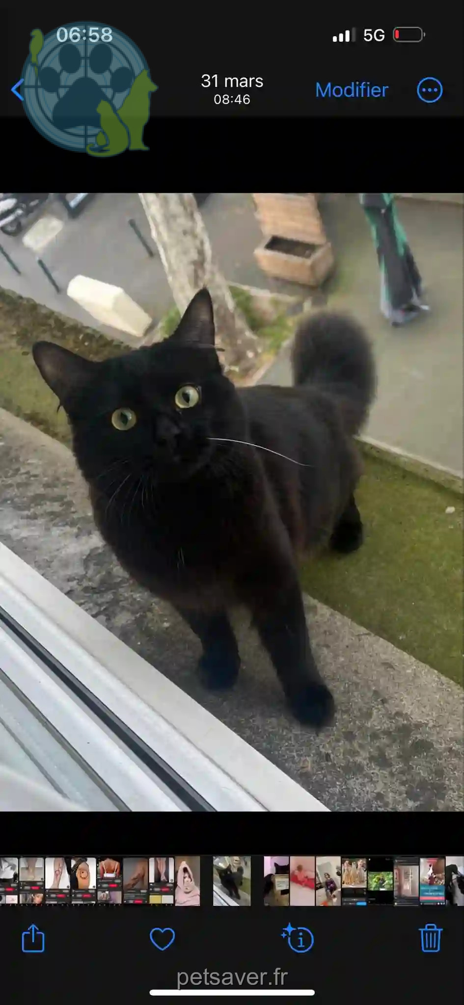 Chat Perdu 31 Haute-Garonne Toulouse - Georges Chat Perdu 31 Haute-Garonne Toulouse - Georges