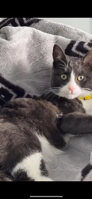 chat lost    Toulouse Gucco