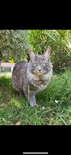 chat lost    Toulouse Harry