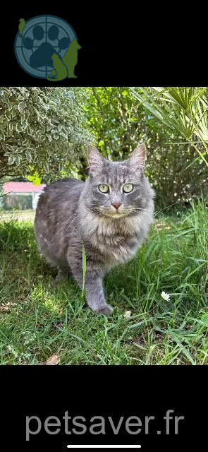 gato perdido Toulouse Harry gato lost Toulouse Harry