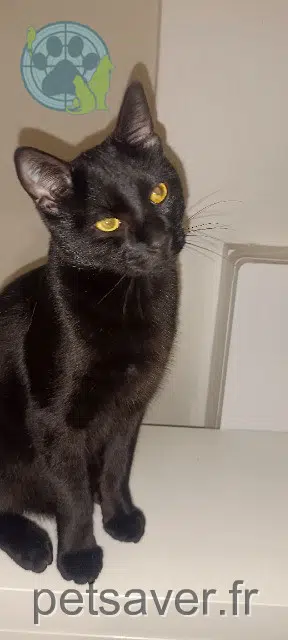 kater lost    Toulouse Haru
