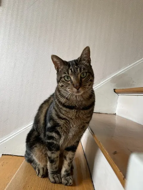 chat lost    Toulouse Horace