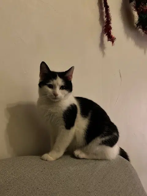 chat lost    Toulouse Iago