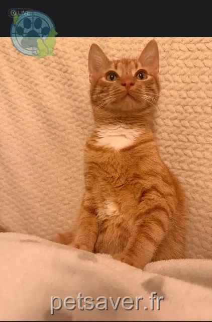 chat lost    Toulouse Ibiza