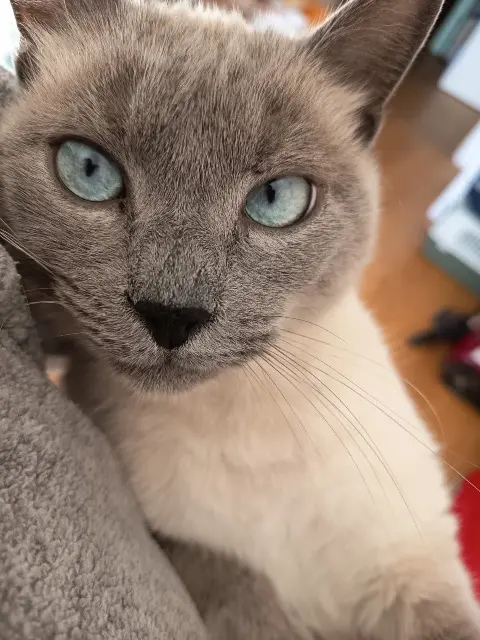 chat lost    Toulouse Jack