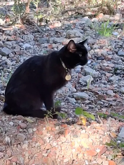 chat lost    Toulouse Jenesaispas