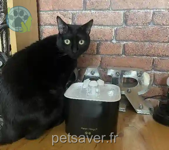 Chat Perdu 31 Haute-Garonne Toulouse - Joris Chat Perdu 31 Haute-Garonne Toulouse - Joris