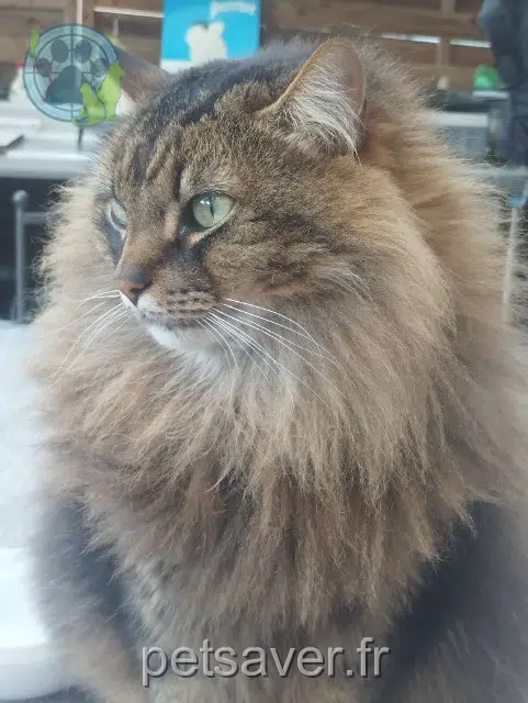 chat lost    Toulouse Keops