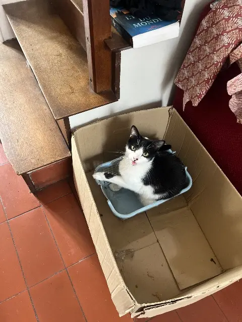 chat lost    Toulouse Kikat