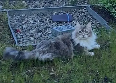chat lost    Toulouse Kouki