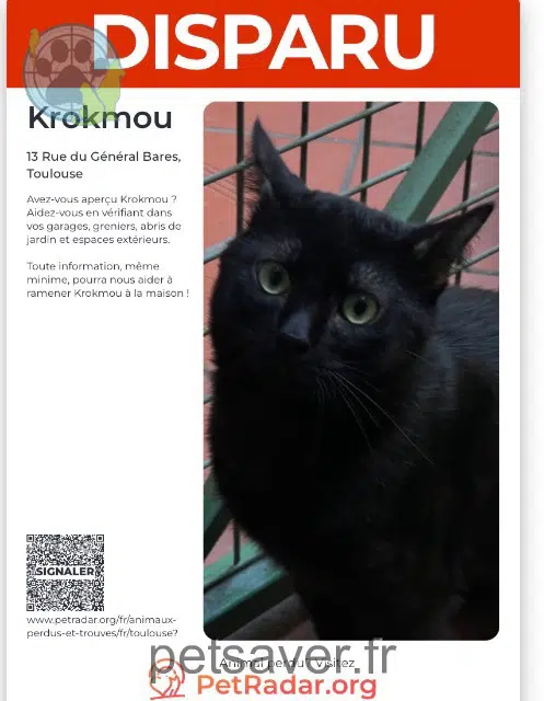 chat lost    Toulouse Krokmou
