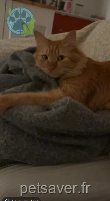 Kater vermisst Toulouse Kyoubi Kater lost Toulouse Kyoubi