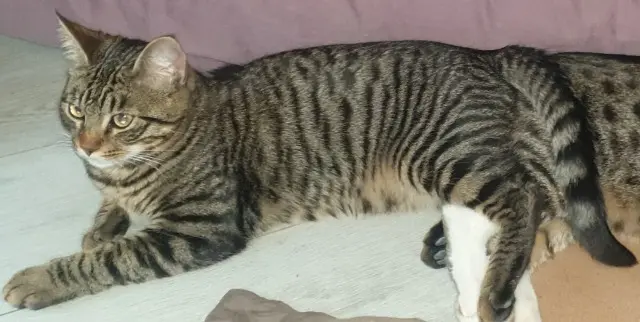 Kater vermisst Toulouse Loco Kater lost Toulouse Loco