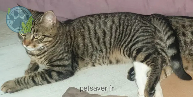 chat perdu Toulouse Loco chat lost Toulouse Loco