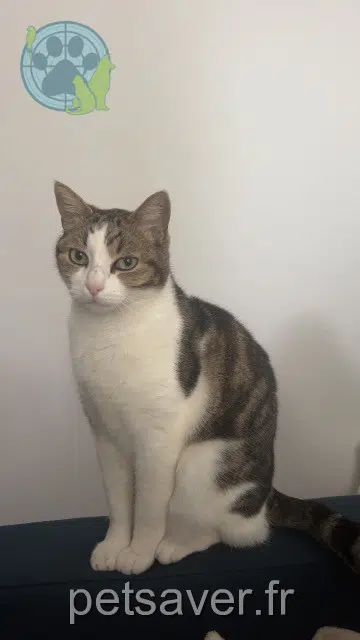 chat lost    Toulouse Luffy