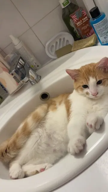 chat lost    Toulouse Luffy