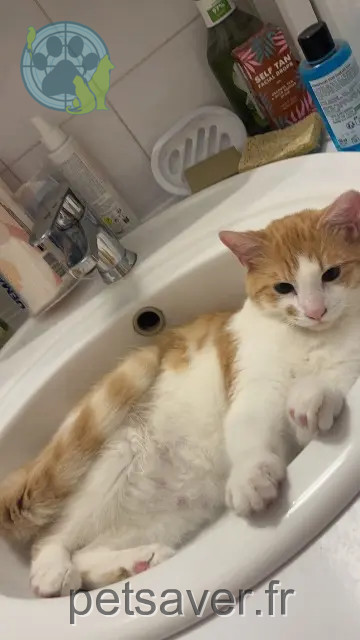 chat perdu Toulouse Luffy chat lost Toulouse Luffy
