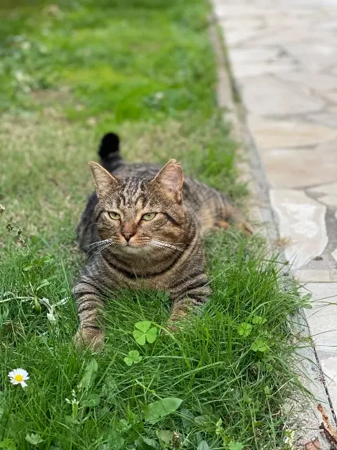 chat lost    Toulouse Maes