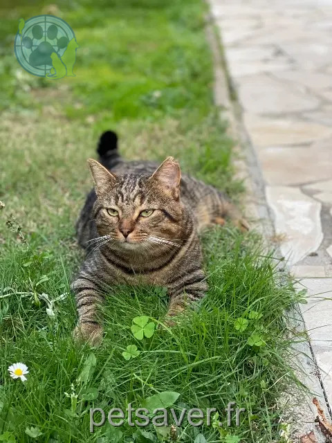 Kater vermisst Toulouse Maes Kater lost Toulouse Maes