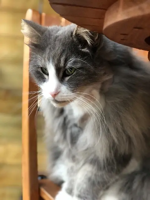 chat lost    Toulouse Manhattan